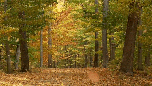 FOREST ambience background
