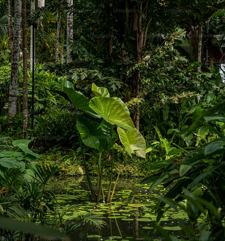Forest ambience background